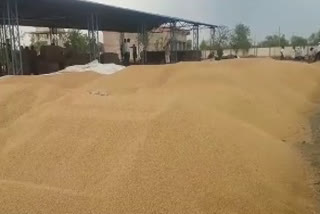 quintals of wheat wet