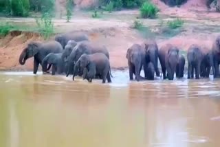 Elephants have a lot of fun in the pond in Gariaband