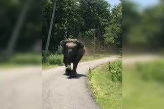 elephant following tourist vehicle video