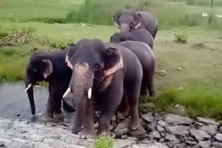 A herd of elephants destroying crops at garugubilli in Vijayanagaram district