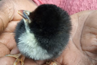 one eyed chick