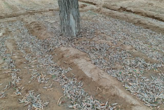 टिड्डी दल का हमला,  etvbharat news,  rajasthan news,  nagaur news,  नागौर में टिड्डी हमला,  locusts in Nagaur,  tiddi attack,  coronavirus in rajasthan,  कोरोना वायरस