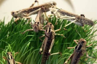 Locusts terror
