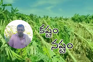 Banana crop loss due to heavy rain at pn. palyam IN ananthapuram district