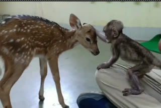 Fawn and baby monkey