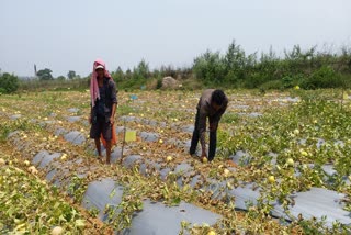 bad condition of watermelon farmers