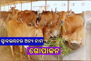 kandhamal latest news, successful cattle farmer kaliprasanna behera, kaliprasanna behera, cattle farmer kaliprasanna behera, cattle farming, କନ୍ଧମାଳ ଲାଟେଷ୍ଟ ନ୍ୟୁଜ୍‌, କନ୍ଧମାଳରେ ସଫଳ ଗୋପାଳକ କାଳୀପ୍ରସନ୍ନ ବେହେରା, କାଳୀପ୍ରସନ୍ନ ବେହେରା, ଗୋପାଳକ କାଳୀପ୍ରସନ୍ନ ବେହେରା, ଗୋପାଳନ