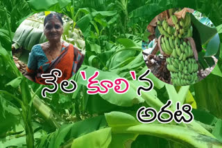 Banana crop damaged by heavy rain in erradhoddi in ananthapuram district