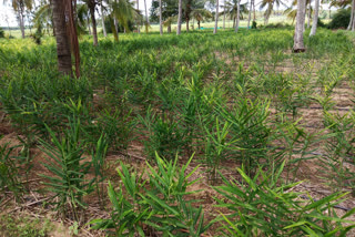 Ginger growers