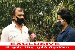 Agricultural Scientist Mrigendra Singh explained locust attack in shahdol