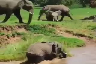 baby elephant swept away in river,see video