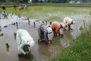 paddy cultivation started in Palakkad  palakkad news  പാലക്കാട് വാര്‍ത്തകള്‍  നെല്‍കൃഷി വാര്‍ത്തകള്‍