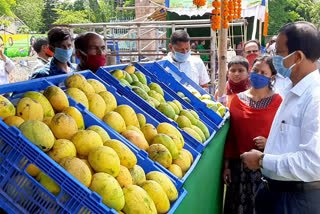 mango market in dhenkanal mini stadium