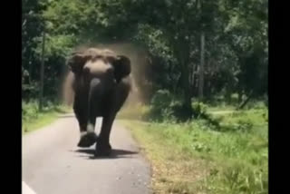 Watch: Scary elephant charges towards tourists' vehicle