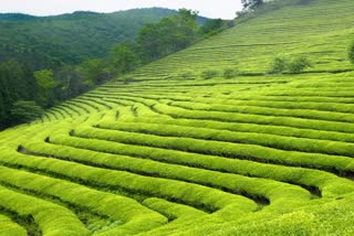 Tea gardens in Uttarakhand