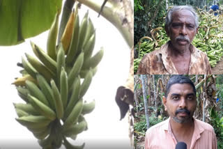 plantain cultivation  kerala farmer crisis  farmer crisis  banana  വാഴ കർഷകർ  മലപ്പുറം വാർത്തകൾ