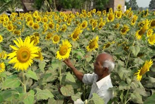 Purchase of sunflower starts in Haryana from June 5
