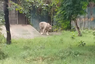 Special attention is being given to the zoo to protect wildlife in summer