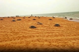 lockdown-keeps-hunters-at-bay-hopes-high-for-more-turtle-hatchlings-in-odisha