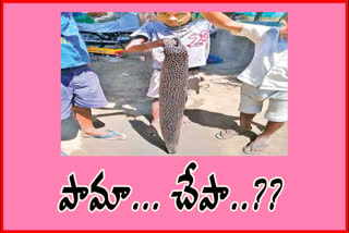 variety kind of fish is seen in vasista godavari sangamam at east godavari district