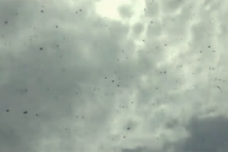 Swarm of locusts seen in Rajasthan's Bikaner