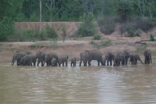 elephants killed a person in gariaband