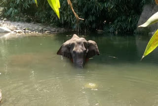 Pregnant elephant in Kerala bites cracker-stuffed pineapple, dies standing in river