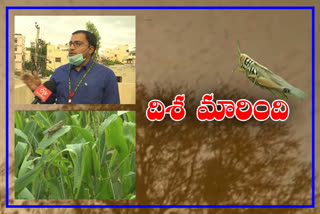 Locusts are not attack in south India reason spoke by icrisat scientist jagadeesh