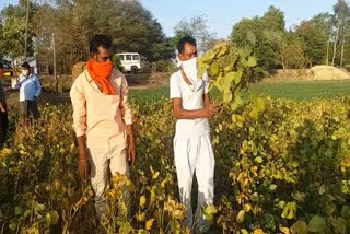 Farmers of Dhar prepared soybean seed