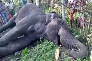 elephant died in raha by electric shock