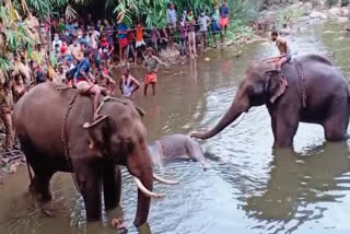പാലക്കാട്  Elephant death  Forest Department  പുഴയിൽ ആന ചെരിഞ്ഞ സംഭവം