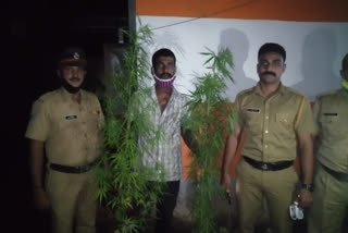 cannabis  Thiruvanathapuram news  Excise team  Vellayani  cannabis News  youth caught by Excise s  കഞ്ചാവ് വളർത്തിയ യുവാവിനെ എക്സൈസ് പിടികൂടി  കഞ്ചാവ്  യുവാവിനെ എക്സൈസ് പിടികൂടി  വെള്ളായണി സ്വദേശി  സുമേഷ്  തിരുവനന്തപുരം  വീടിനുള്ളിൽ കഞ്ചാവ് വളർത്തൽ  ഇൻസ്‌പെക്‌ടർ ഷിബു