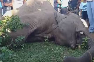 Pregnant elephant dies in Kerala, Silent Valley Forest  Pathanapuram, Pathanapuram forest range,  Kerala Forest Minister, ಕೇರಳದಲ್ಲಿ ಗರ್ಭಿಣಿ ಆನೆ ಸಾವು, ಕೇರಳದಲ್ಲಿ ಮತ್ತೊಂದು ಗರ್ಭಿಣಿ ಆನೆ ಸಾವು, ಕೇರಳದಲ್ಲಿ ಗರ್ಭಿಣಿ ಆನೆ ಸಾವು ಸುದ್ದಿ,