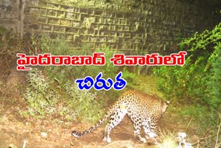 Leopard wandering in Hyderabad outcuts
