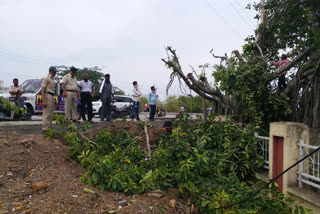 replanting of broken banyan tree in kadim police station in jalna