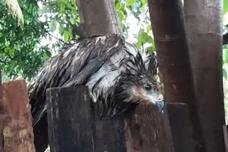 Eagles fall down due to vigorous cyclonic wind in Maharashtra