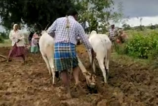 farmers started sowing in haveri