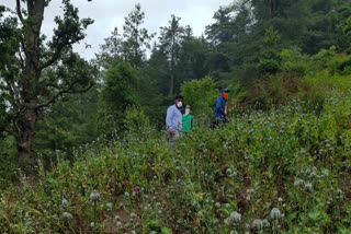 poppy plant fields in kullu