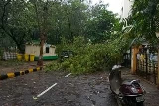 new mumbai latest news  nisarga cyclone news  nisarga cyclone live update  nisarga cyclone latest news  nisarg cyclone effect on new mumbai  nisarga cyclone effect  निसर्ग चक्रीवादळ लाईव्ह अपडेट  निसर्ग चक्रीवादळ लेटेस्ट न्युज  निसर्ग चक्रीवादळाचा परिणाम  निसर्ग चक्रीवादळ लेटेस्ट न्युज