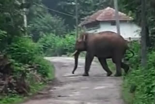 उत्तराखंड में हाथियों की संख्या समाचार , number of elphants in uttarakhand updates