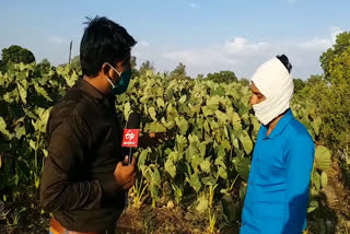 Damage to taro crop