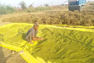 Moong farmer