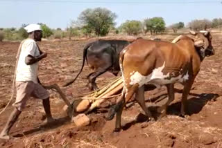 pre-sowing tillage