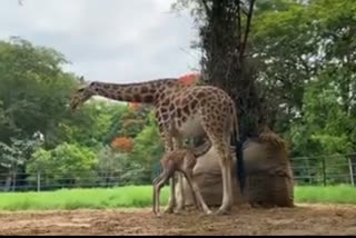Giraffe Marie gives birth to a calf for the first time at Mysore Zoo