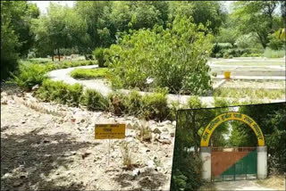 herbal-park-of-free-herbs-in-rohtak-haryana