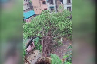 tree collapsed on homes in Nerul new mumbai