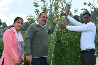 The farmer made a place in the Guinness book by growing coriander