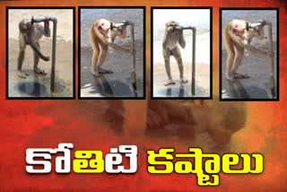 monkey tried to drink water at water tap Chilpur in  Janagama District