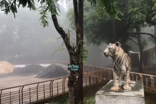 rainfall in chikhaldara tourist place