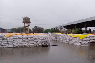 Wheat and gram wet due to rain